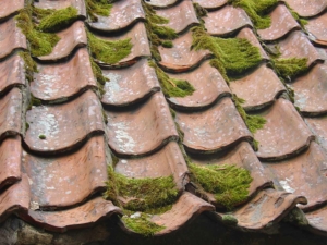 Toiture avec mousse avant nettoyage de R Sud Drone (photo barb mcmahon)