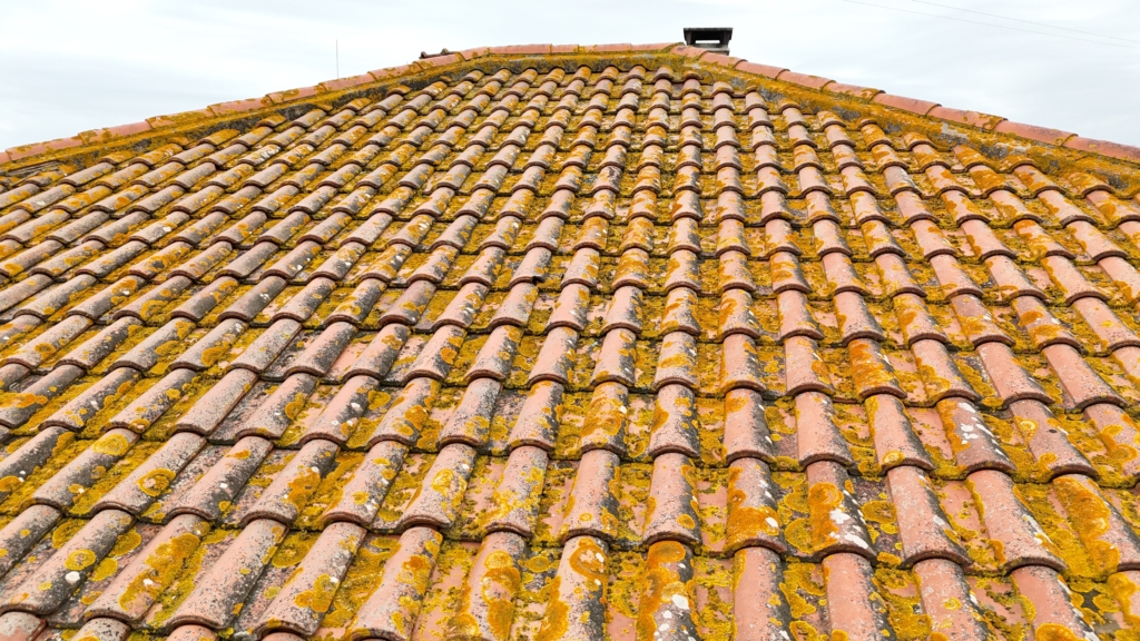 tuiles en presence de lichens mousse champignons